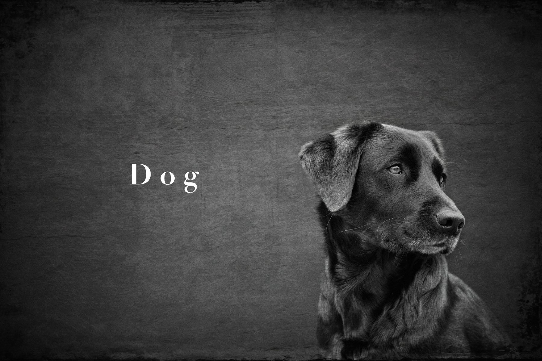Dog