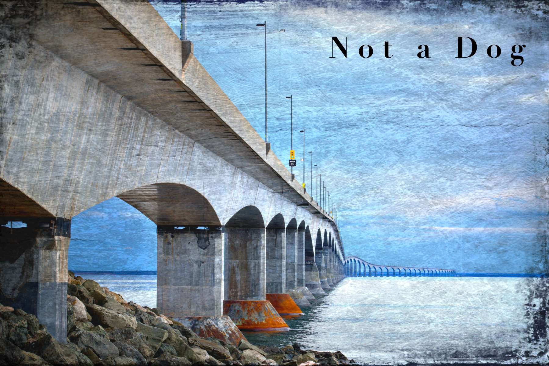 Not a Dog